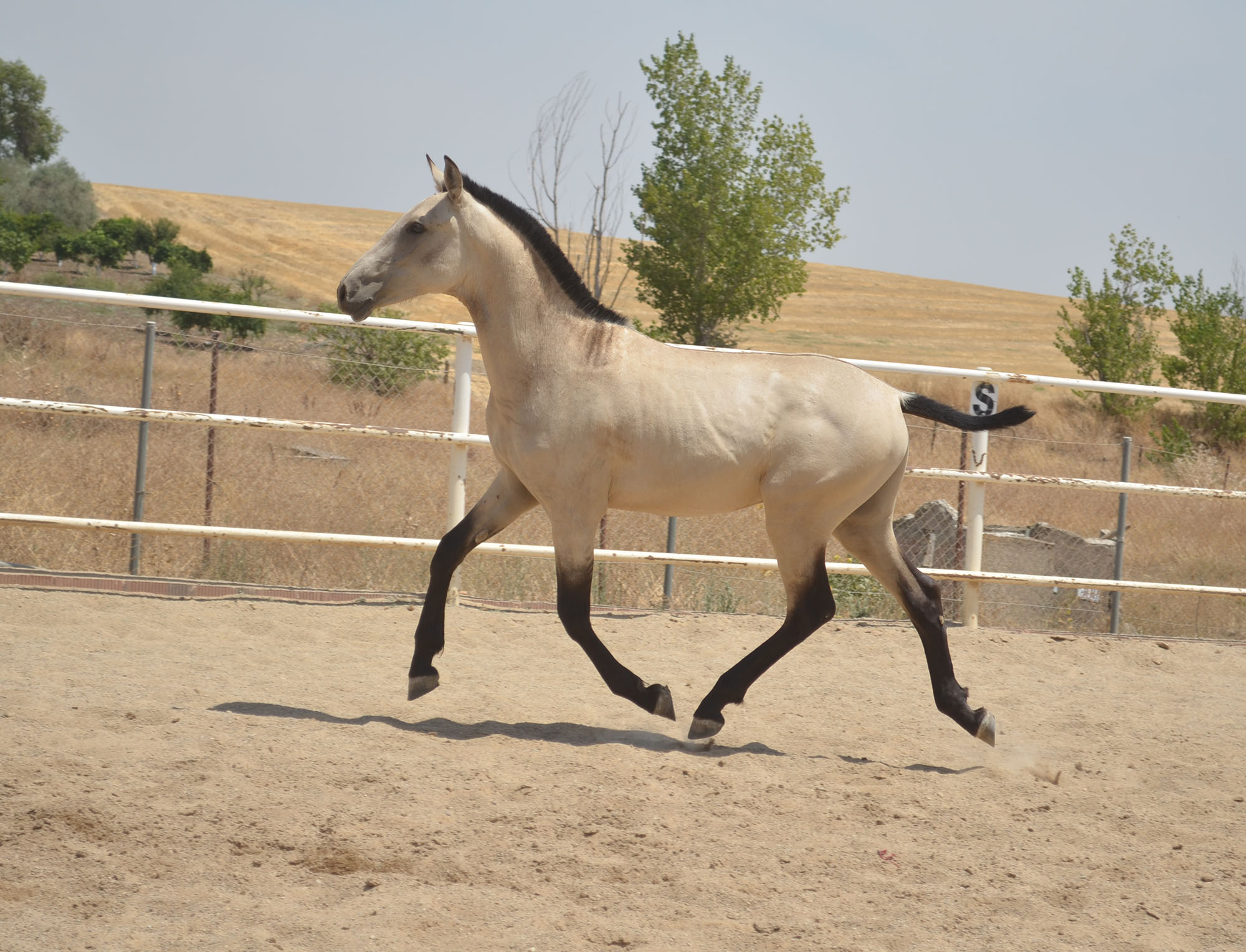 Caballo en Venta
